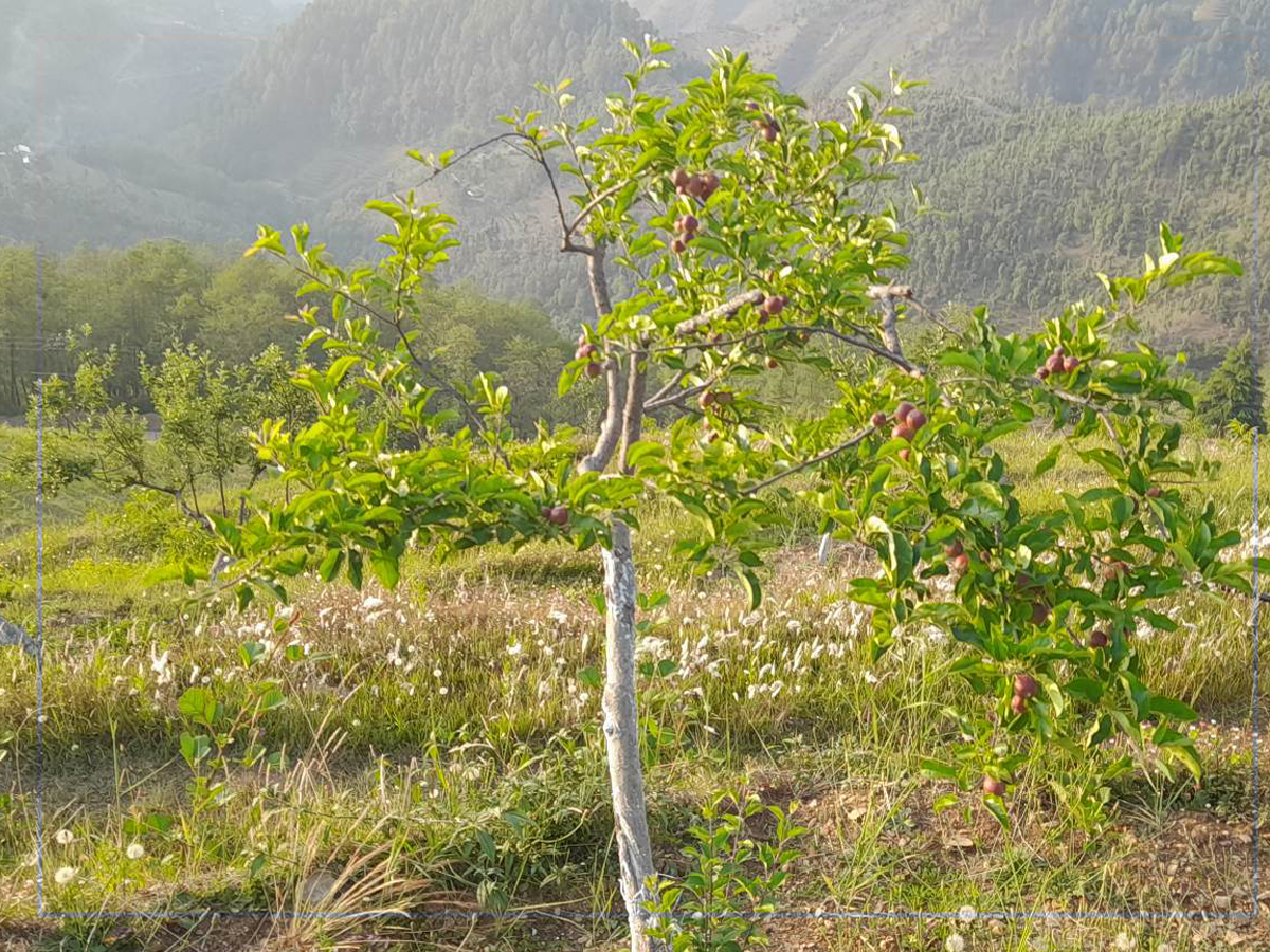 बैतडीको सतबाँझमा फेरि  फल्न थाल्यो स्याउ 